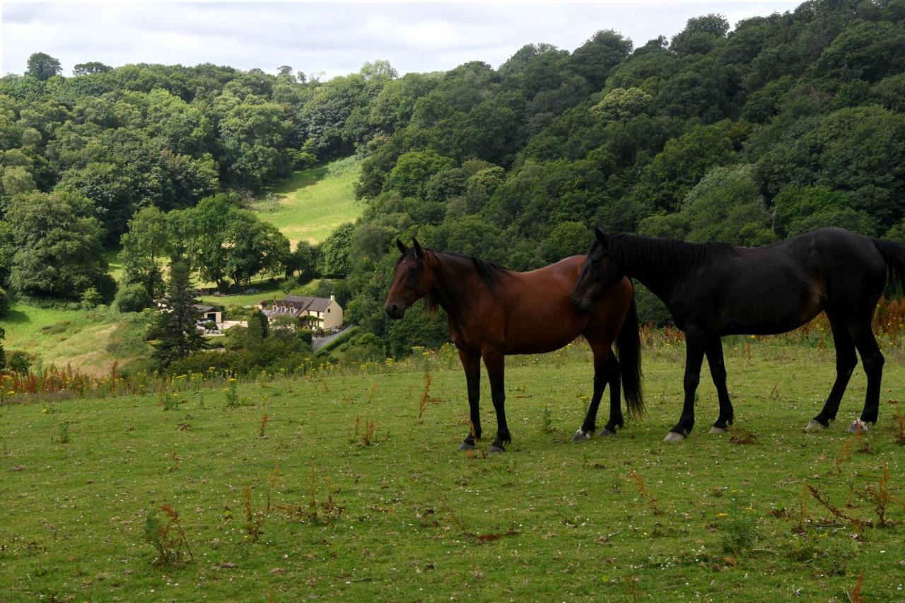 Ty Twt - Complete Holiday Home Llandysul Eksteriør bilde