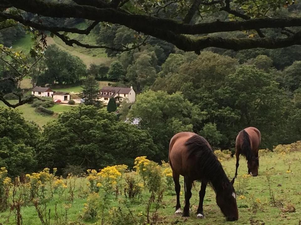 Ty Twt - Complete Holiday Home Llandysul Eksteriør bilde